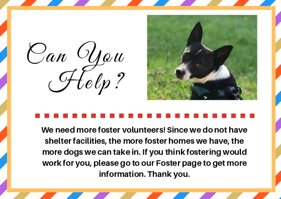 foster based dog rescue near me